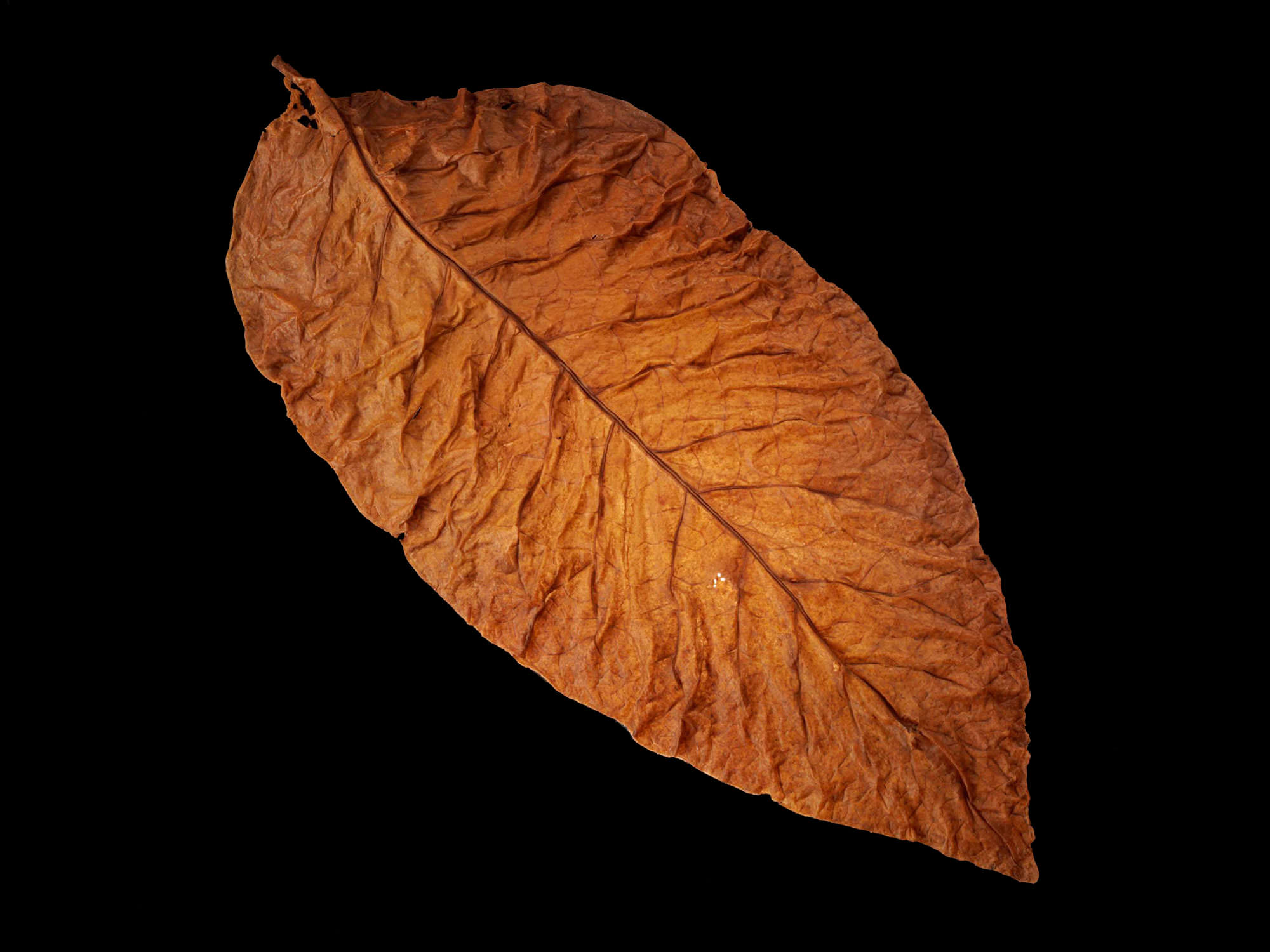 clip art tobacco leaf - photo #33